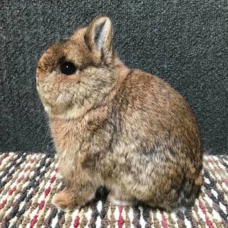 netherland dwarf show rabbits for sale